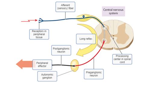 Physiology Test 1 Flashcards Quizlet