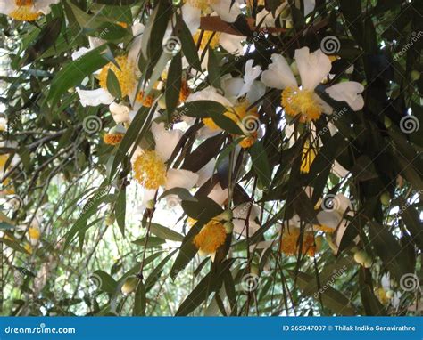 mesua ferrea  ceylon ironwood  cobra saffron namal stock image