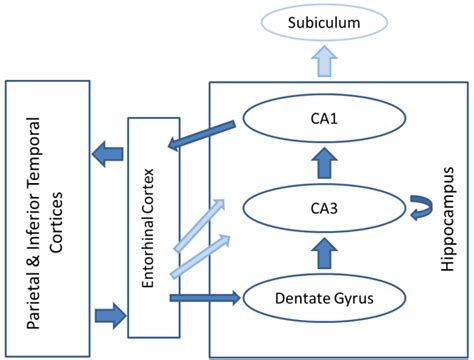 Principal stages for the hippocampus, with dark arrows indicating the ... 