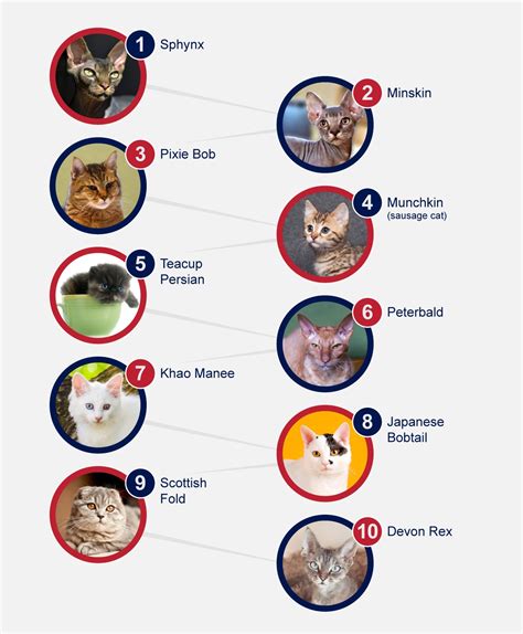 Unusual Breeds Of Cats - PetlifeCA