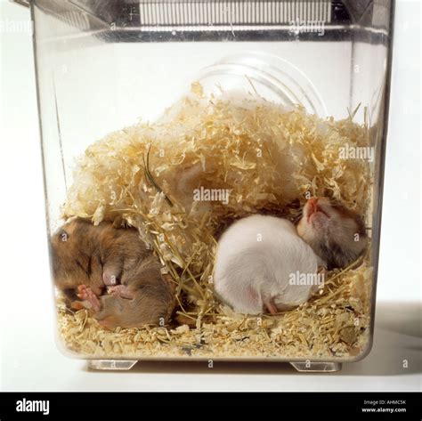 hamsters - sleeping Stock Photo - Alamy