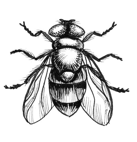 Premium Photo Fly Insect Ink Black And White Drawing