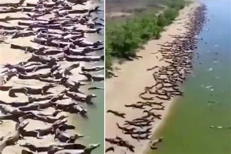 Why Sex Crazed Spiders Are Invading Brit Homes And How To Keep Them Out With Easy Hacks Daily Star