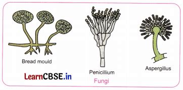 The Invisible Living World Beyond Our Naked Eye Class Notes Science Chapter Learn CBSE