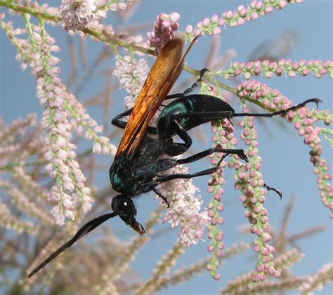 Tarantula Hawk Male Project Noah