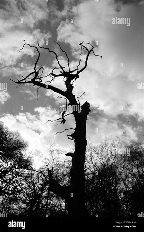 Dead Oak Tree Stock Photo Alamy