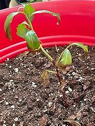 Amazon Japanese Pink Pussy Willow Mt Asama Fuzzy Pink Catkins Year Live Plant