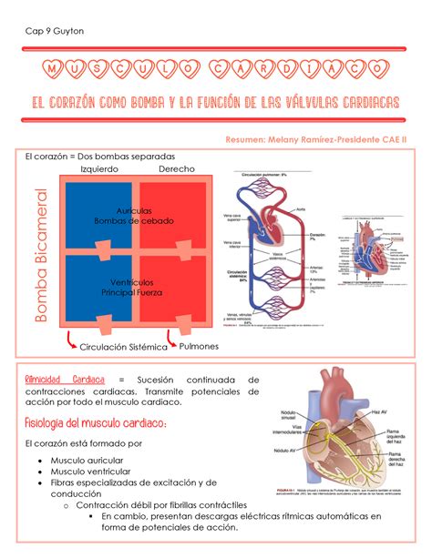 Cap Guytonn Apuntes Para Examen Cap Guyton Musculo Cardiaco