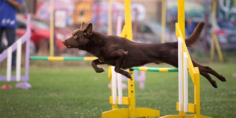 Аджилити - Dog Sports Bulgaria