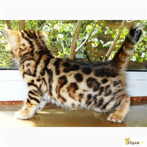 Продам бенгальские котята, купить бенгальские котята, Одесса — PetsUA