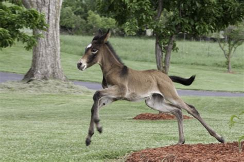 most people who want to raise their own mule colt have a few things in