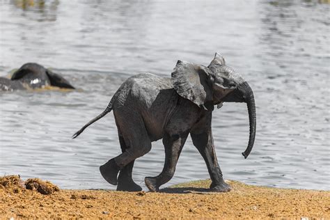 Elefant Namibia Baby Kostenloses Foto Auf Pixabay