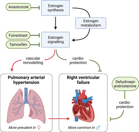 Pulmonary Arterial Hypertension Sex Matters Dignam British Journal Of Pharmacology Wiley