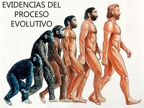 13 Evidencias De La Evolución