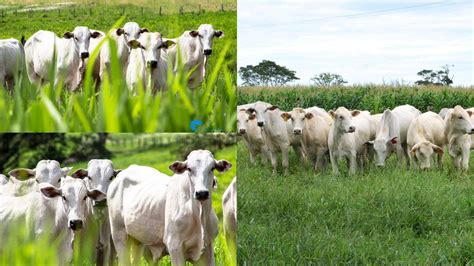 Nome Do Gado Domesticado Para Trabalho No Campo - Tudo sobre a criação de gado: dicas para iniciantes, cuidados ...