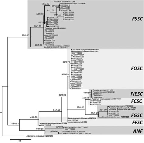 A Bayesian Inference Phylogenetic Tree Of The Genus Fusarium Of The