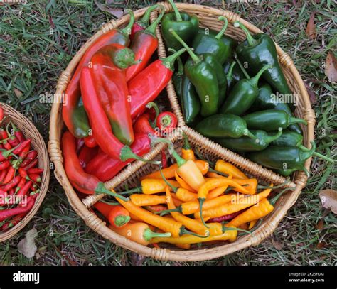 Pablano Peppers Hi Res Stock Photography And Images Alamy