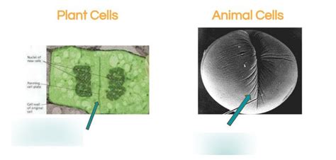 Ch 7 And 8 Dna Structure And Gene Function And Dna Replication Binary Fission And Mitosis Diagram