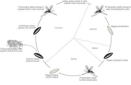 Life Cycle Of Tsetse Fly With Diagram