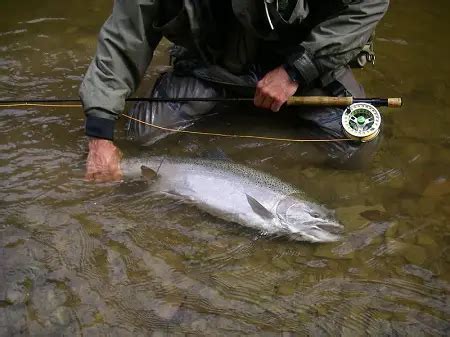 18 Mile Creek Steelhead Fishing Lake Erie NY 2025