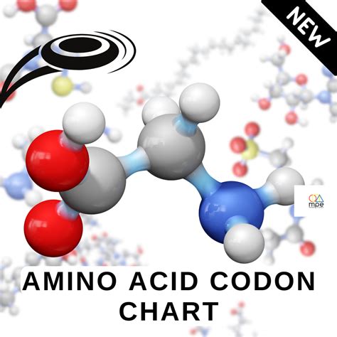 Montessori Physical Education Individual Lessons Frisbee Amino Acid