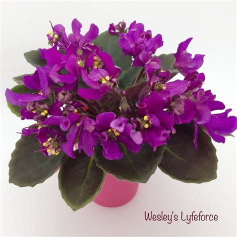 African Violet Wesleys Lyfeforce African Violets Saintpaulia