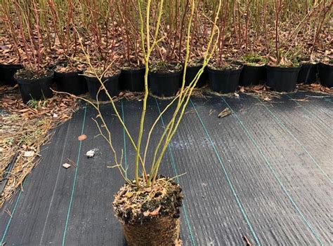 Саженцы голубики 3 года купить в магазине, цена в каталоге ФермерФуд