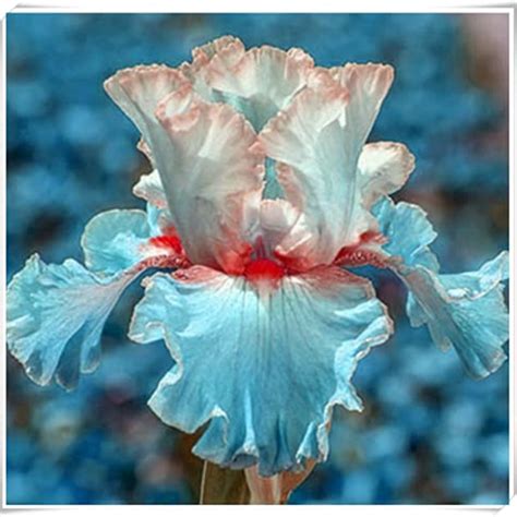 Iris bulbs Plant, Bearded Iris For Planting, Easy to Plant Perennial