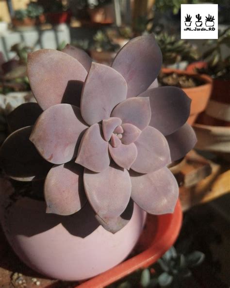 Graptopetalum Superbum Suculentas Plantas Suculentas Plantas