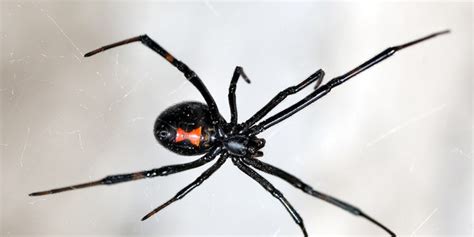 Brown Recluse Black Widow And Other Dangerous Spiders Found In The Us