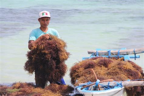 Rumput Laut Indonesia Terus Berjuang untuk Produksi bagi Dunia