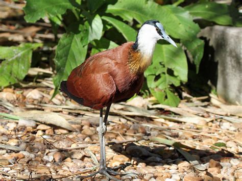 Birds Of The World Jacanas Jacanidae Painted Snipes Rostratulidae