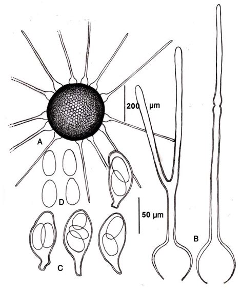 Phyllactinia Roboris On Q Macranthera Right A Ascocarp B Acicular