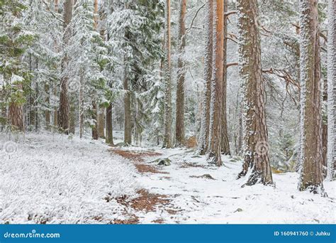 Beautiful Serene Winter Forest Landscape Stock Photo - Image of spruce ...