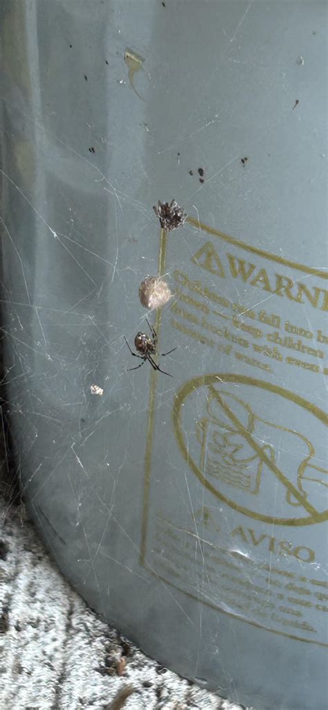 Western Washington what spider? : r/spiders