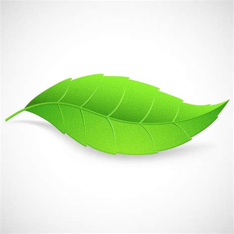 Green Leaf Vector Illustration | Free Vector Graphics | All Free Web ...