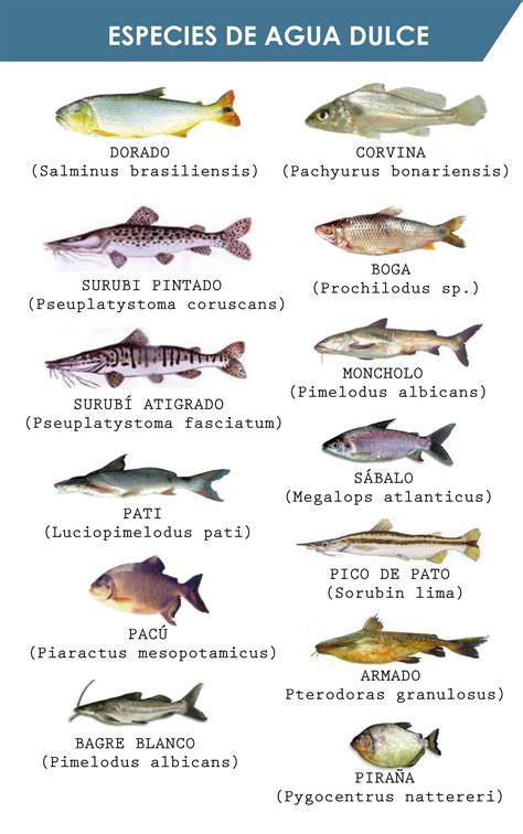 Tipos De Pesca En Argentina Agua Dulce Mar Y Pesca Con Mosca Dia De Pesca