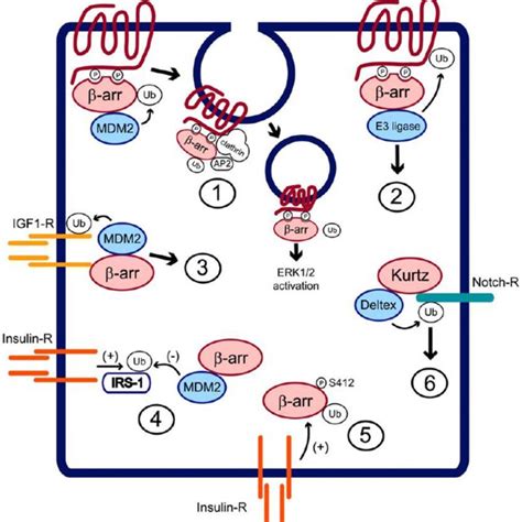 β1 adrenergic receptor structure schematic diagram. A Turkey β1 ...