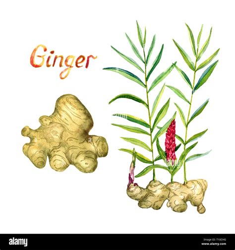 Ginger Plant Drawing