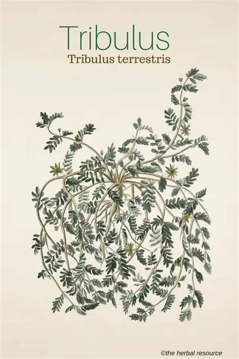 Tribulus Terrestris Herb Uses, Side Effects and Benefits