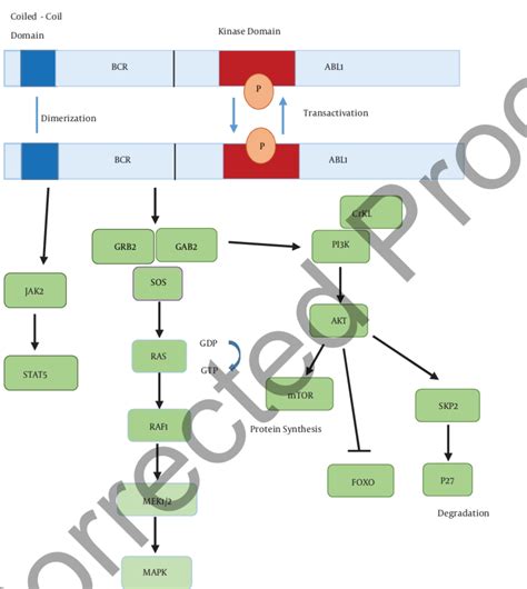 Bcr Abl1 Signaling Network Download Scientific Diagram