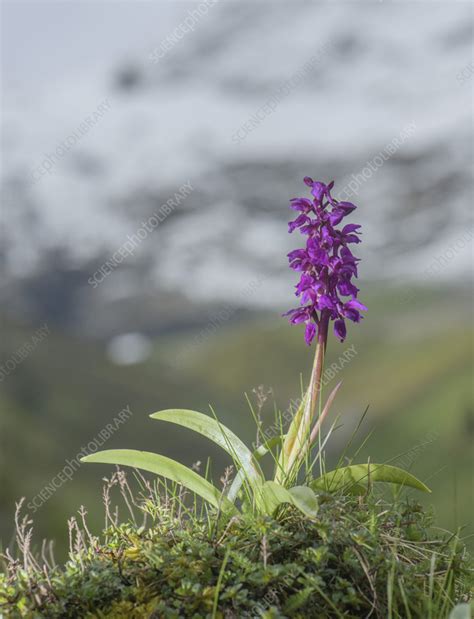 Early Purple Orchid Orchis Mascula In Flower Stock Image C