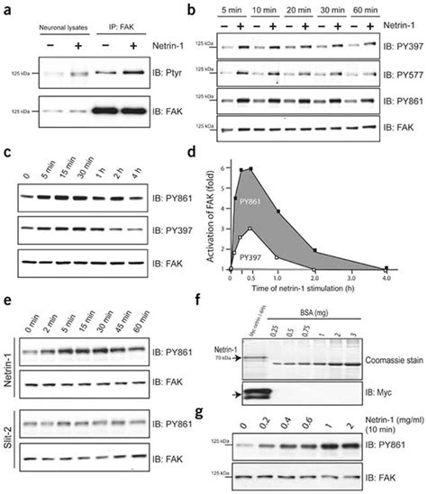 Netrin Induction Of Tyrosine Phosphorylation Of Fak In Neurons A