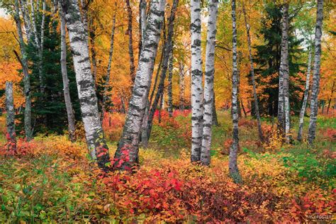 Incredible Tree Photography Forest Nature Gallery Max Foster Photography
