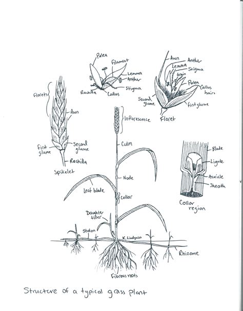 Grasses And Grass Like Species Project Plant Id