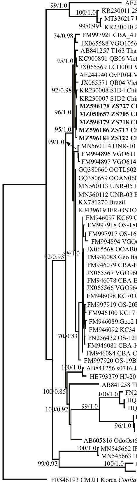 Phylogenetic Tree Of Partial Lsu Rdna D D Sequences Of Ostreopsis