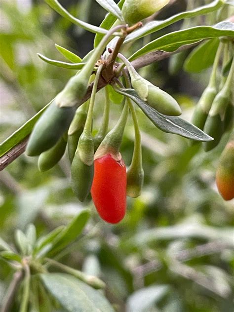 Goji Berry Seeds Lycium Barbarum Perennial Zone 3 30 Seeds