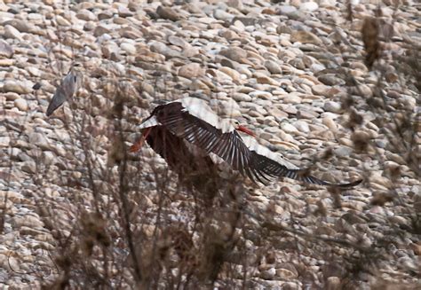 Cigognes Elles Sont De Retour Jean Jacques JiJi Flickr