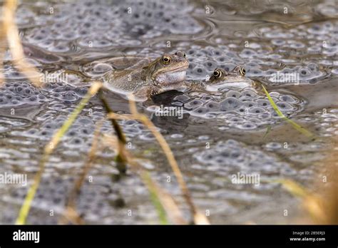 Frog Frogs Common Rana Temporaria And Frogspawn Early Spring Mating