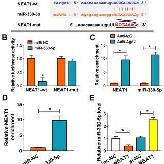 Mir P Was A Target Of Neat A The Binding Sites Between Neat And